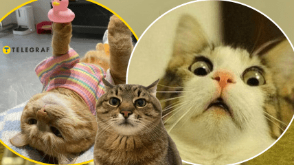 Мемы о котах