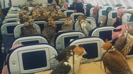 Саудовский принц купил билеты на самолет для 80 соколов