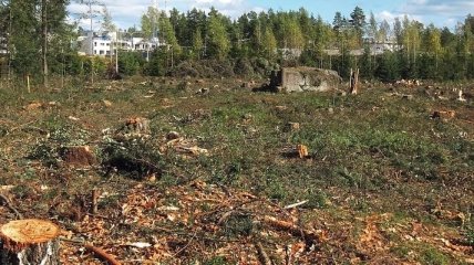 В Житомирской области незаконно вырубили деревья почти на 15 млн грн 