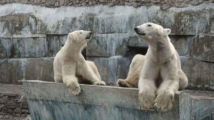В Николаевском зоопарке показали встречу пары белых медведей: видео 