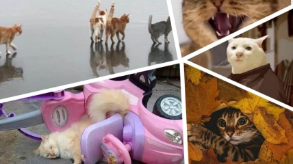 Картинки и мемы с котами