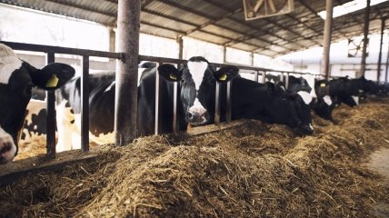 Будівництво молочних ферм вимагає держпідтримки