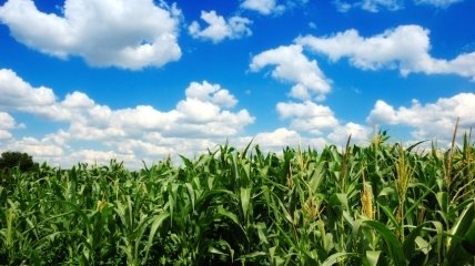 ГМО-скандал докатился до Украины