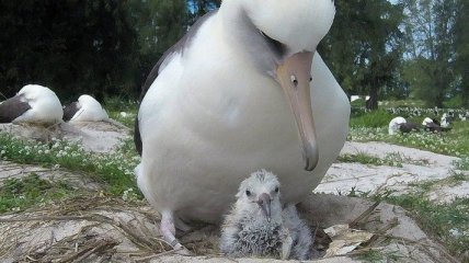 Пережила несколько своих "мужей": у самой старой самки альбатроса в мире появился птенец (фото)