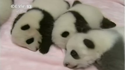 Панда родила девятерых малышей (видео)