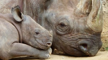 Надежда есть: в США родился единственный в мире искусственно зачатый белый носорог
