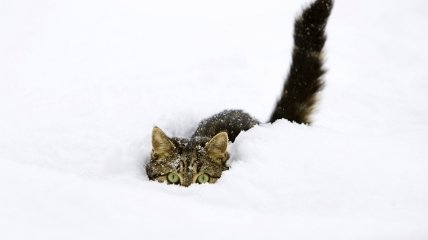ВИДЕОпозитив: кошки играют в снегу