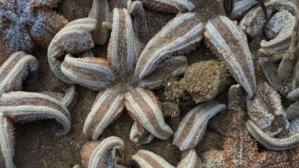 Ученые объяснили причину "Армагеддона морских звезд" на пляжах Британии