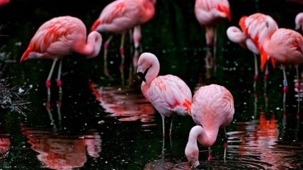 Почему фламинго розовый?