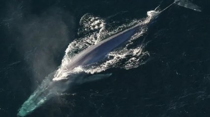 В Мексике на берег выбросило мертвого кита (Видео)