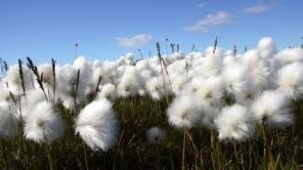 Organic Cotton – что за чудо-хлопок?