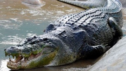 Ученые выяснили, как изменение климата может повлиять на крокодилов