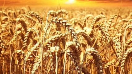 В Україні цьогоріч зменшилася реалізація зернових та олійних