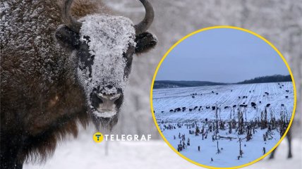 Зубры в Винницкой области