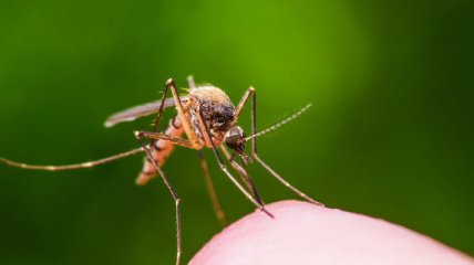 Тучи и "ковры" из комаров: Кирилловку заполонили насекомые (фото, видео)