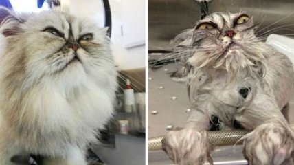 "Тебе конец, хозяин": смешные фото животных, которые ненавидят мыться