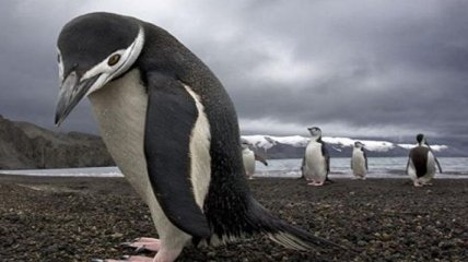 Ученые нашли останки гигантского пингвина, жившего во времена динозавров