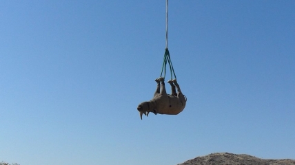 Премию за "подвешивание носорогов" выдали в сфере транспорта.