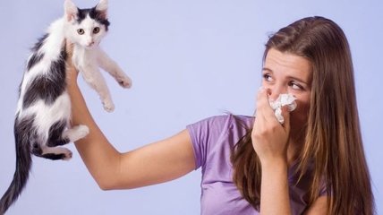 Стало известно, откуда берется аллергия на котов 