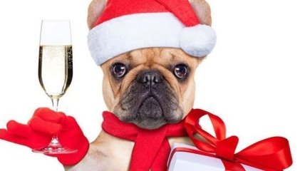 Новый год 2018: прикольные тосты в год Собаки