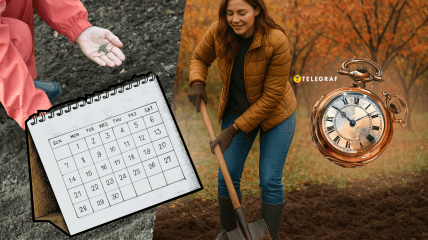 В ноябре можно посадить много культур, чтобы они дали урожай уже весной