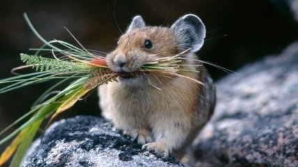 Ученые убрали у мышей тягу к сладкому