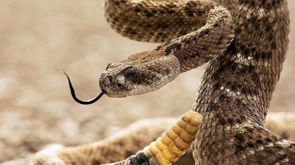 Как змеиный яд поможет остановить кровотечение