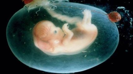 Ученые смогли вырастить в пробирке двухнедельный человеческий эмбрион