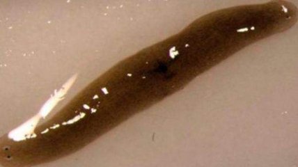 В космосе плоский червь превратился в двухголовое существо