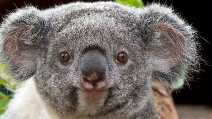 Ученые сделали необычное открытие о коалах