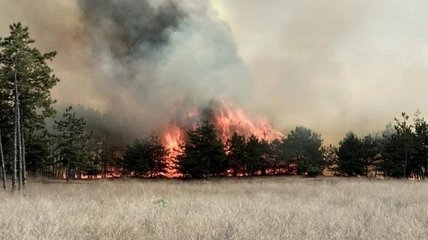 В Житомирской области - четыре новых лесных пожаров