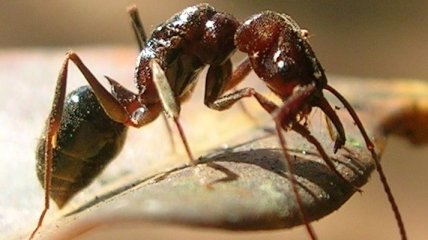 Ученые впервые рассмотрели муравьиное "фехтование" (Видео)
