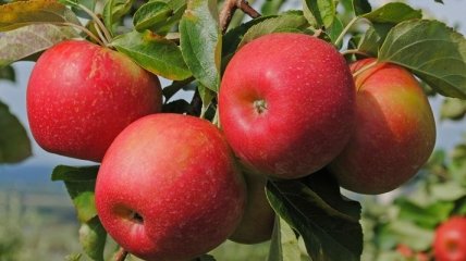 Формула здоровья: 3 яблока в день