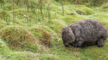 В Австралии обнаружены останки гигантского доисторического вомбата