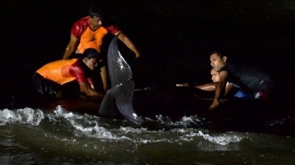 В Шри-Ланке добровольцы и военные спасли более сотни выброшенных на побережье черных дельфинов