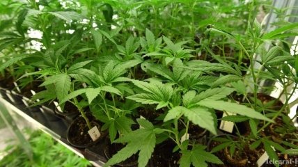 В Одессе суд определил 2 млн. гривен залога для торговца марихуаной