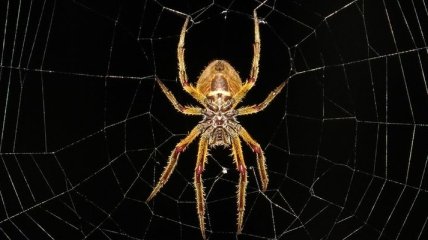 В Австралии вызвали полицию из-за мужчины, который кричал на паука