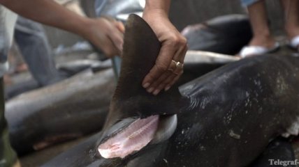 В Китае идет кампания, призывающая не есть суп из плавников акулы