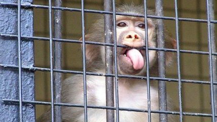 Киевский зоопарк ищет спонсоров для заботы о животных