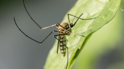 Летом комары не дают спать по ночам