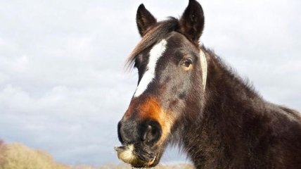 Усатые лошади, которые "взорвали" Инстаграм (Фото) 