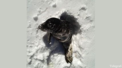 Детеныш тюленя преодолел 6 км по суше
