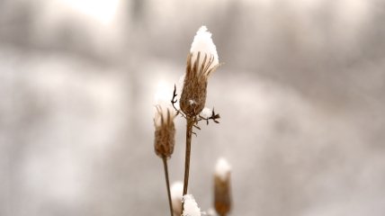Растения в горшках страдают зимой