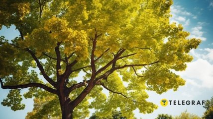 "Золоте дерево" є одним із символів удачі восени