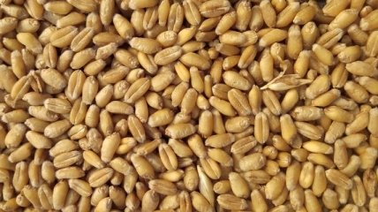 Експорт пшениці з України будуть обмежувати