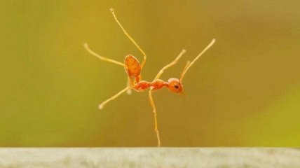 По результатам исследования,большинство муравьев оказались лентяями 