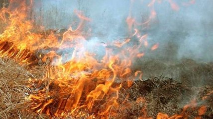 В чернобыльской зоне горит 25 га леса