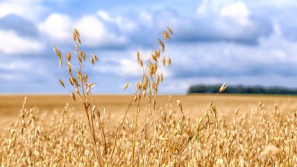 Рекордний урожай вівса: Agricom Group планує зібрати 1000 тонн