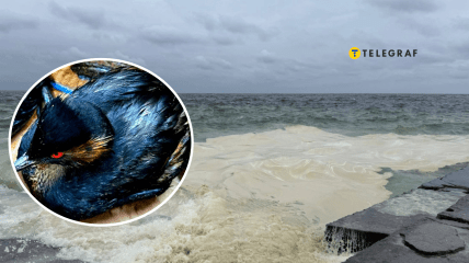 Птицы погибают из-за утечки нефтепродуктов