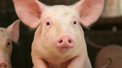 Ученые смогли сохранить свиной мозг живыми вне тела